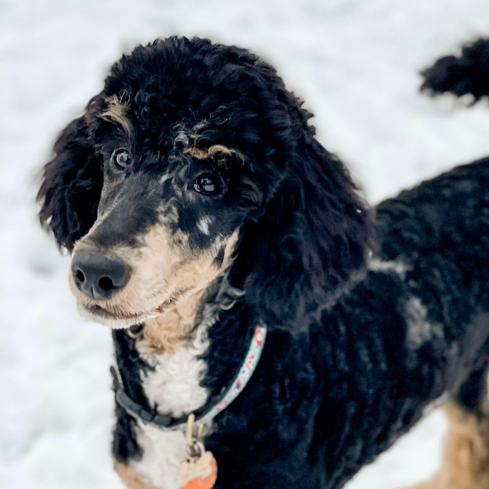 merle abstract standard poodle