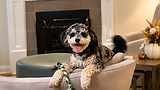 Happy tricolor micro Bernedoodle relaxing on the back of a chair in a cozy living room with a fireplace, showcasing the breed’s compact size, playful personality, and affectionate family companion temperament.