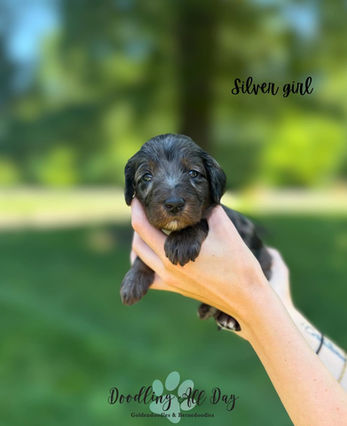 Female Goldendoodle Puppy Available For Sale in North Carolina