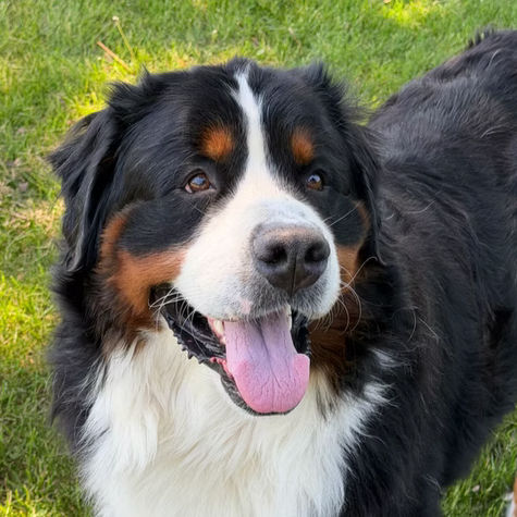 male bernese mountain dog stud