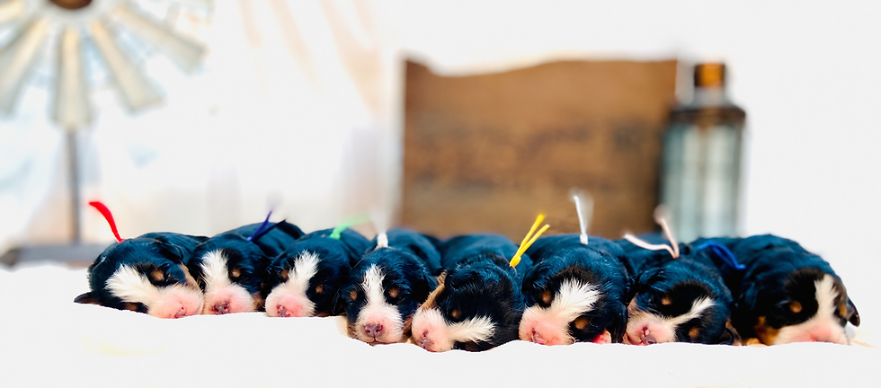 Newborn Bernese Mountain Dog puppies resting in a puppy nursery, family-raised Bernese Mountain Dog litter in Wisconsin during the neonatal stage with early socialization and enrichment beginning from birth.
