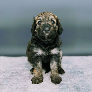 aussiedoodle puppies for sale