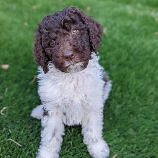 Aussiedoodle puppy brown and white