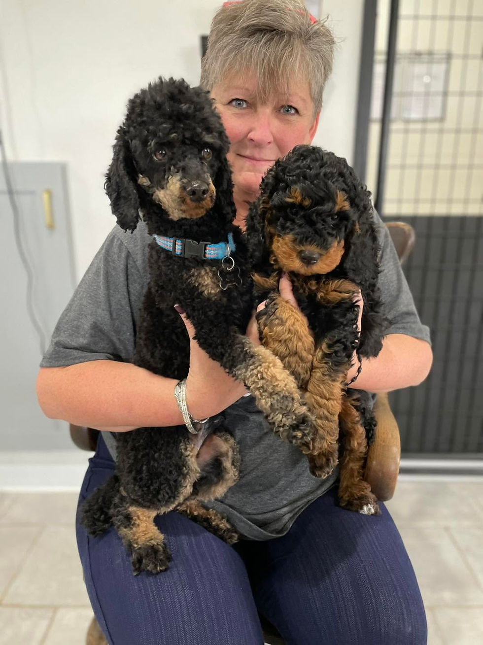 Woman holding two black and phantom Bernedoodle puppies inside the Central Wisconsin Bernedoodles nursery.