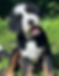 Standard Bernedoodle with a tricolor wavy coat, family-raised Standard Bernedoodle from a responsible Wisconsin breeder known for its gentle temperament, intelligence, and low-shedding coat.