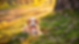 Goldendoodle and Bernedoodle puppy raised in North Carolina lying in grass at sunset from an ethical doodle breeder