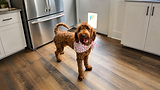 Adult Goldendoodle standing indoors showcasing the friendly temperament, intelligence, and low-shedding coat that make Goldendoodles popular family dogs