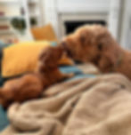 Goldendoodle mother interacting with her puppy in a family living room, demonstrating the nurturing temperament and early developmental support puppies receive
