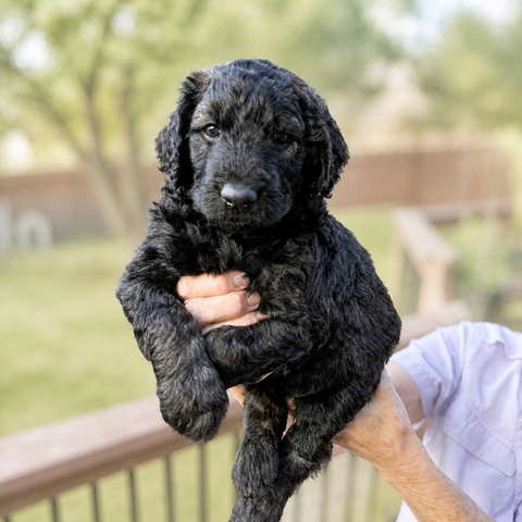 goldendoodle puppies for sale in texas