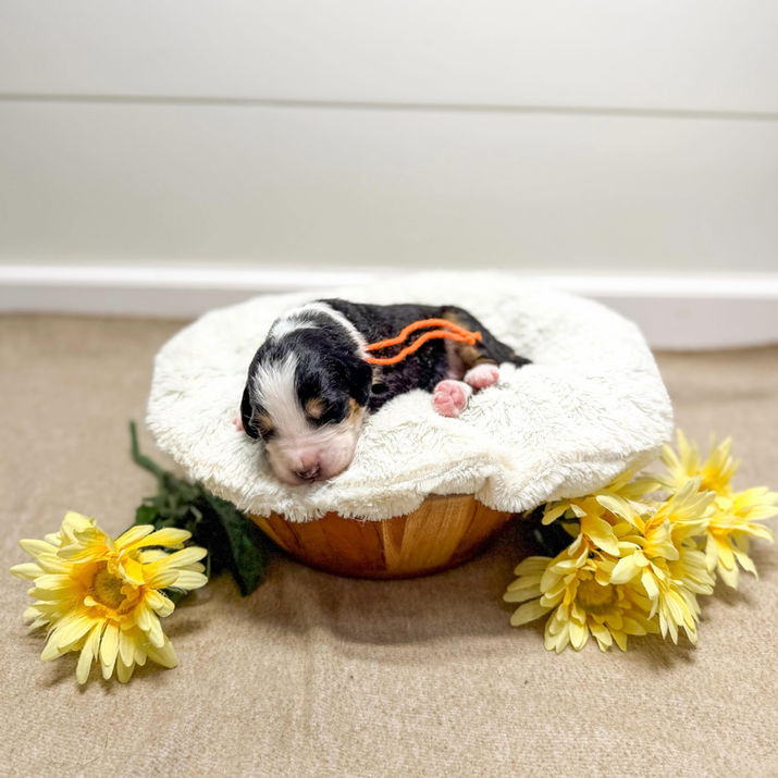 Small Standard Ultra Bernedoodle Puppy