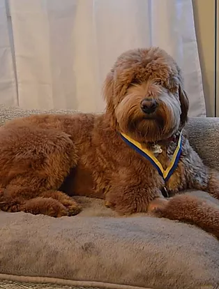 cream gold red therapy dog goldendoodle with an akc star puppy metal ribbon award certificate laying on a couch