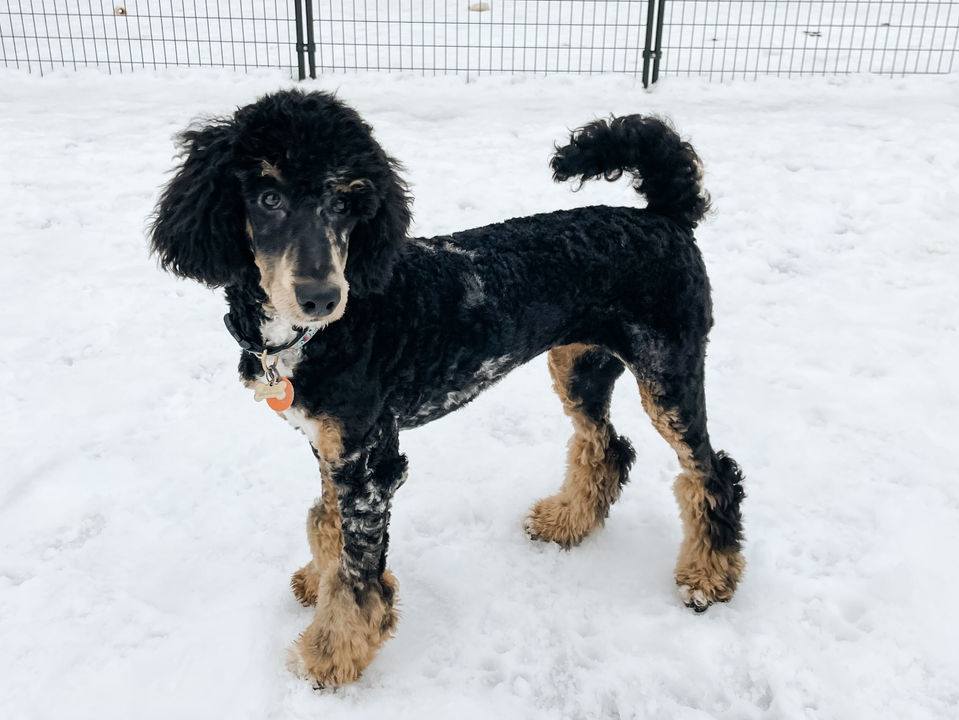 Small Standard Poodle, Merle Abstract