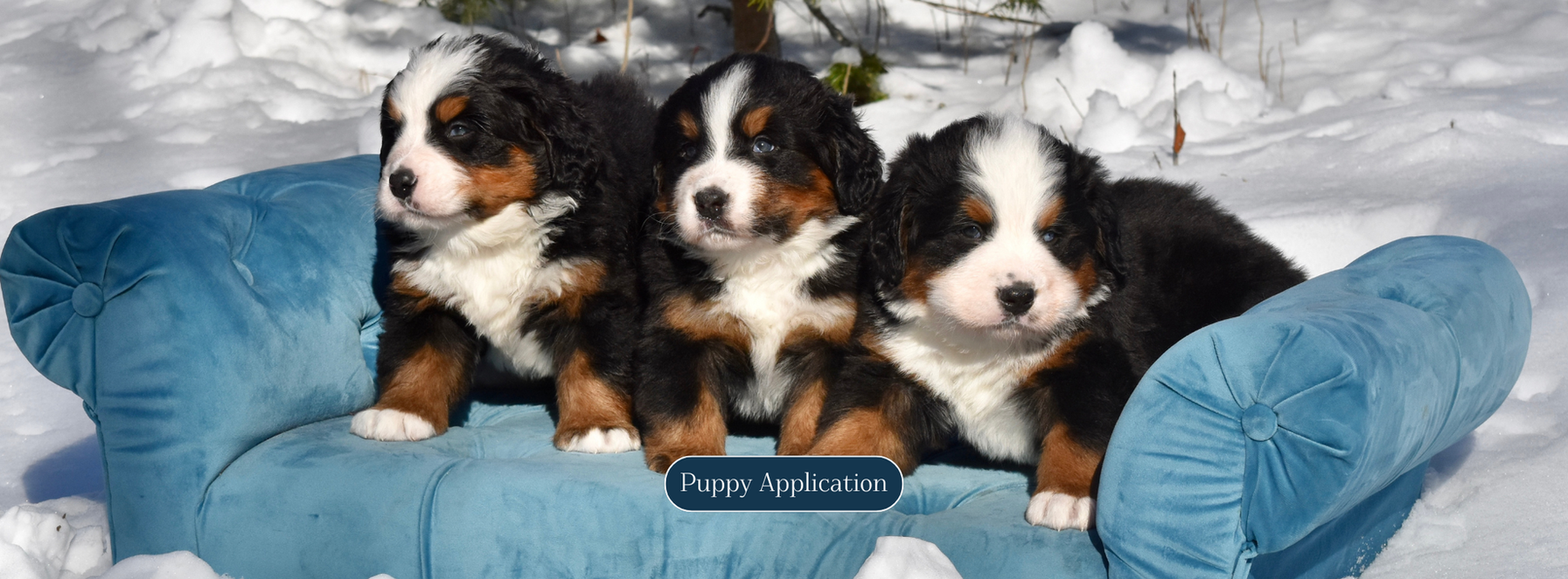 bernese mountain dog puppies sitting on a blue couch in the snow