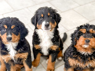 Three tricolor Bernedoodle puppies sitting side by side indoors, showcasing different coat textures and sizes as part of the CW Bernedoodles puppy training and development program.