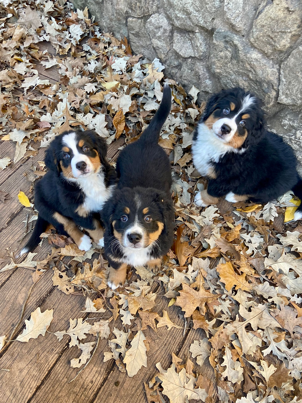 bernese mountain dog puppies in fall leaves