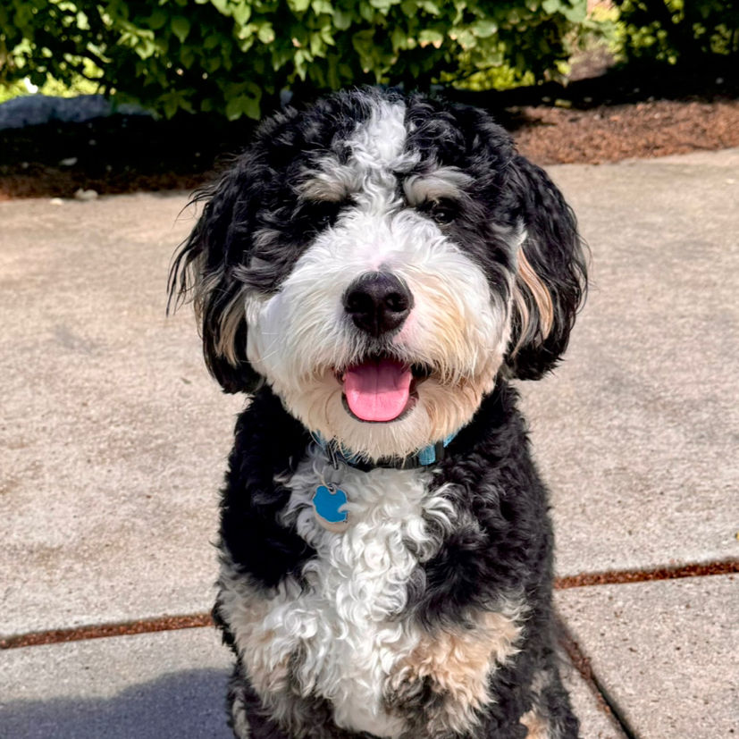 medium merle bernedoodle