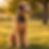 Healthy curly-coated Standard Poodle sitting outdoors in warm golden-hour sunlight with a shiny, well-groomed coat, bright alert eyes, and relaxed happy expression in a natural field, illustrating excellent canine health, vitality, and proper nutrition.