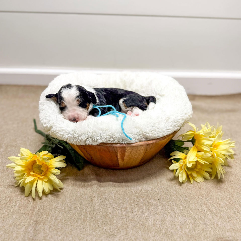 Small Standard Ultra Bernedoodle Puppy