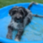 blue merle golden aussiedoodle puppy with blue eyes in pool with water in texas