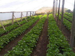 Lechuga Romana Invernadero.jpg