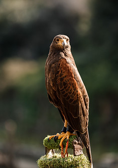 A falcon perched in a rural Maltese setting during our falconry tour