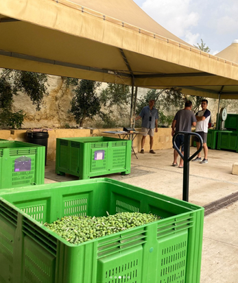 crates of freshly harvested olives wait outside the olive press to be made into extra virgin olive oil during the Extra virgin olive oil press tour