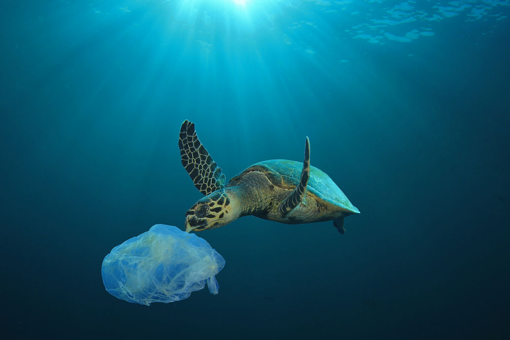 Plastic Polluted Ocean_edited.jpg