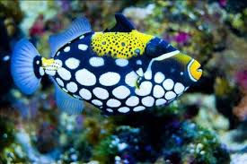 clown-triggerfish