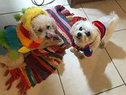 Sami and Chloe - 2 sweet puppies