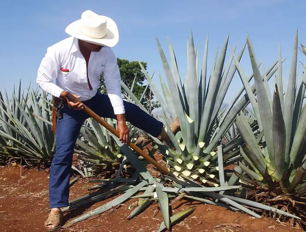 Chopping the leaves away from the piña