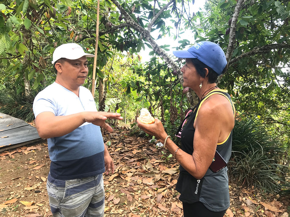cacao tasting