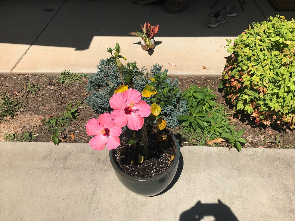 THE Hibiscus!