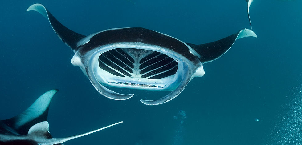Incoming! Manta Ray!