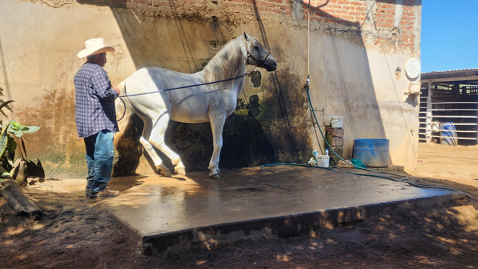 Takes about 2 years to teach the horses