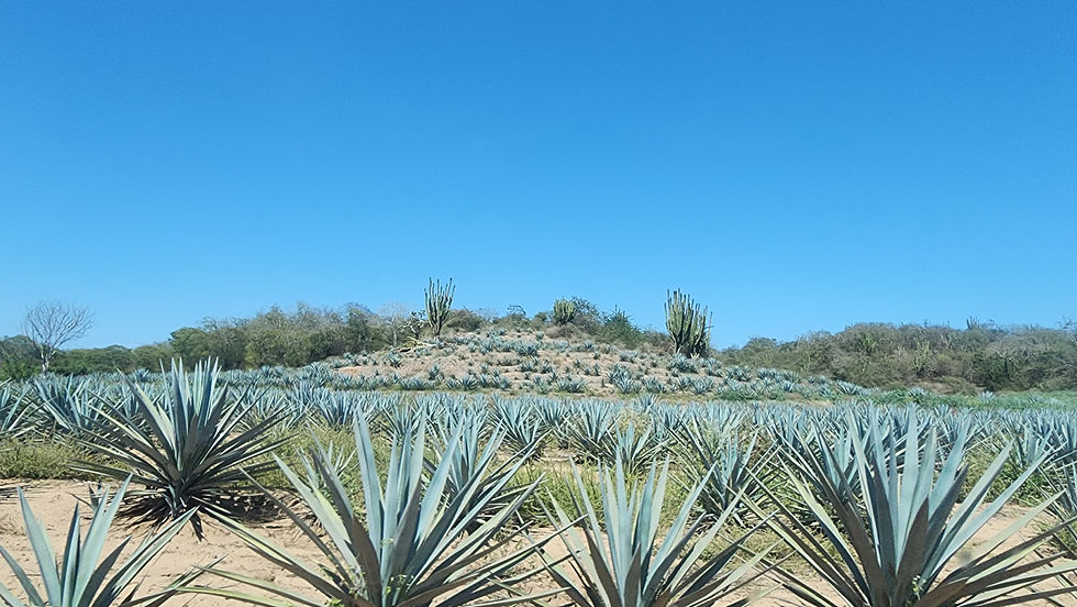 blue Weber agave
