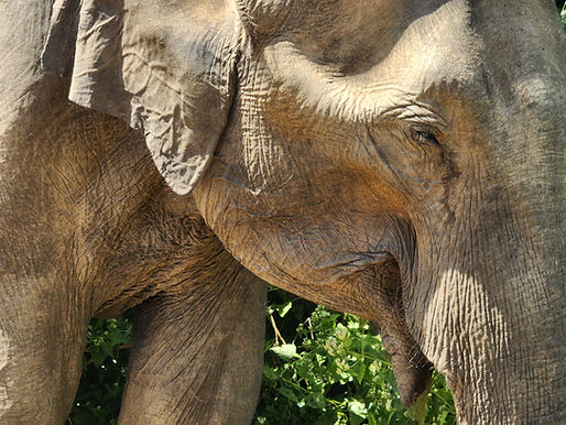 Jeep Safari in Udawalawe National Park