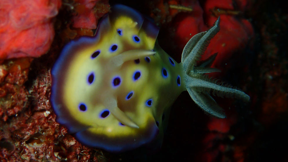 Beautiful nudibranch