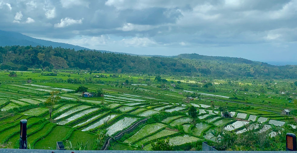 Rice Fields