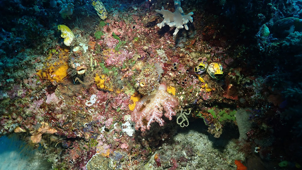 Lovely, healthy coral