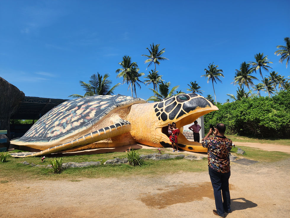 Sea Turtles Conservation Project