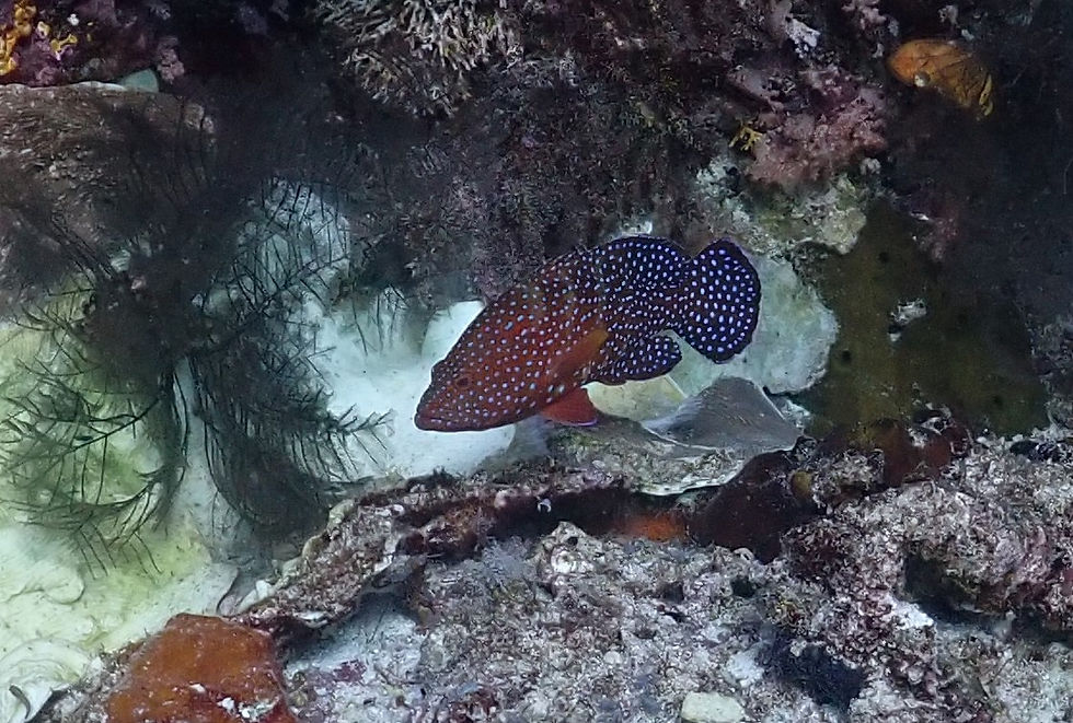 Grumpy Grouper