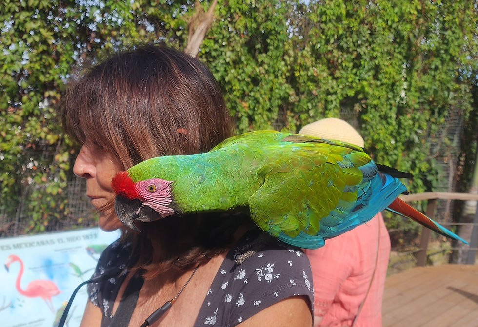 Polly definitely wants a cracker!