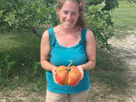 2022 Tomato Plant List