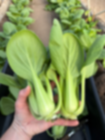 Baby Bok Choy