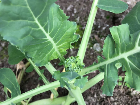 Science Experiments and Farming