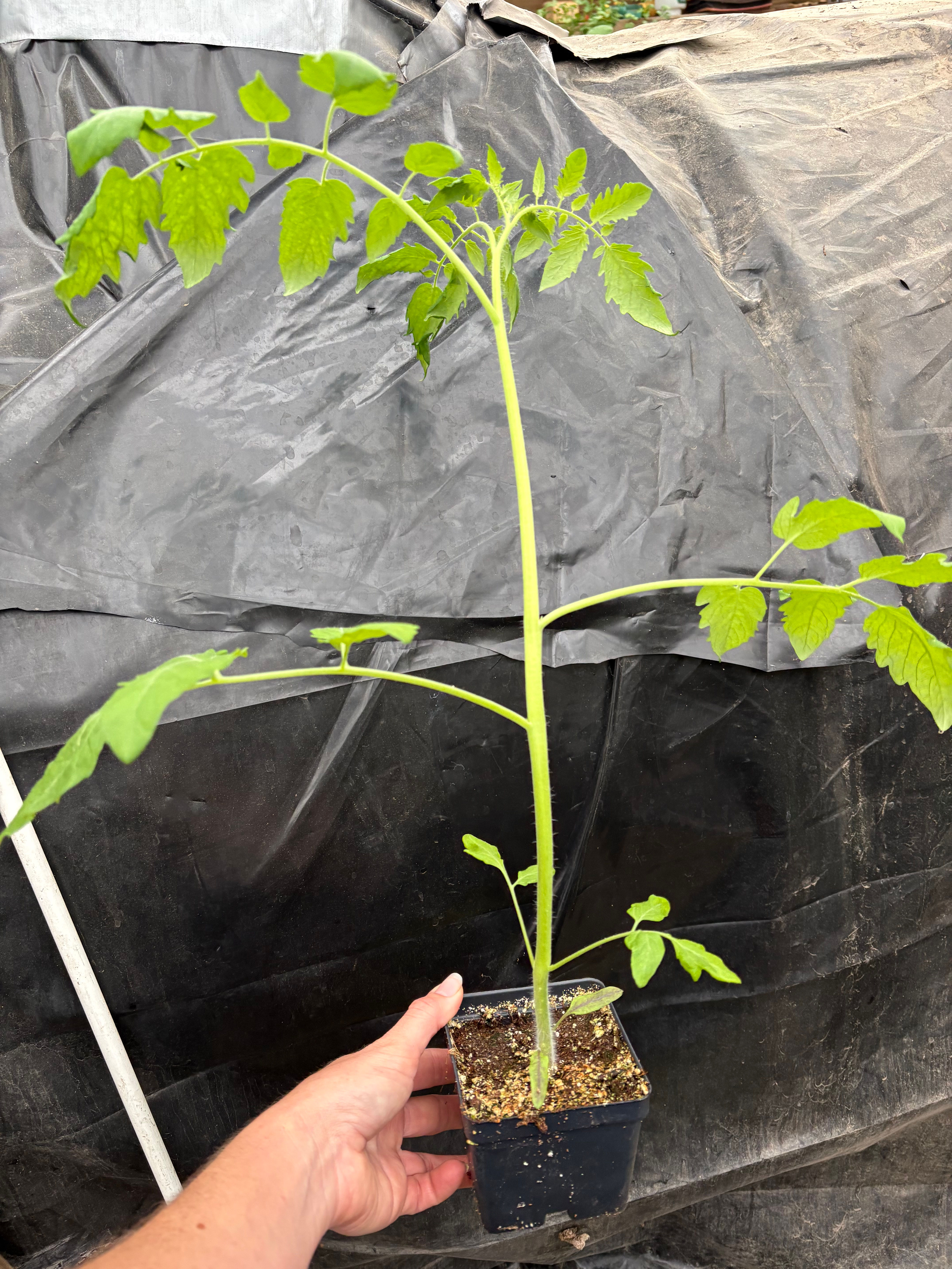 Cherry Tomato Plant