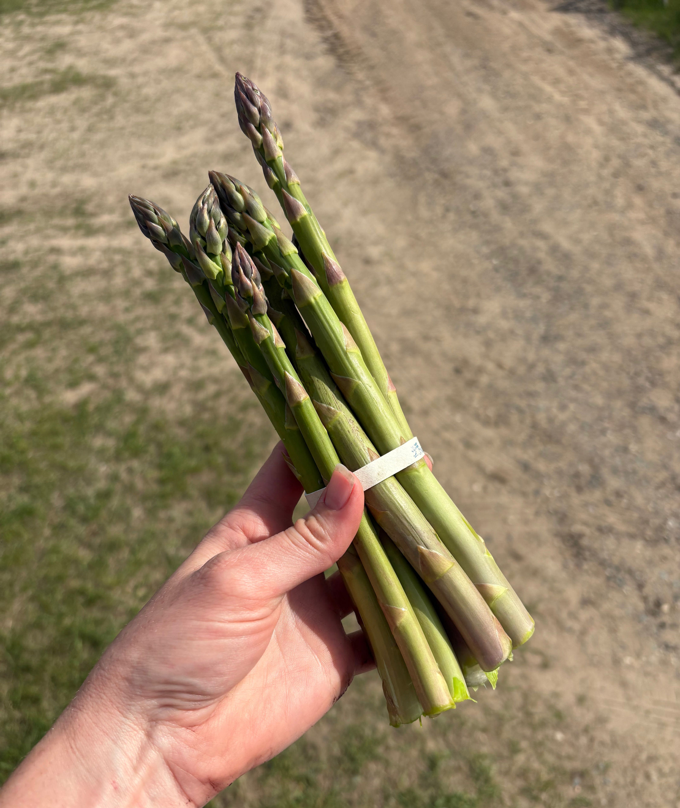 Asparagus Bundle (half pound)