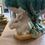 Thumbnail: Barbotine aux lapins 