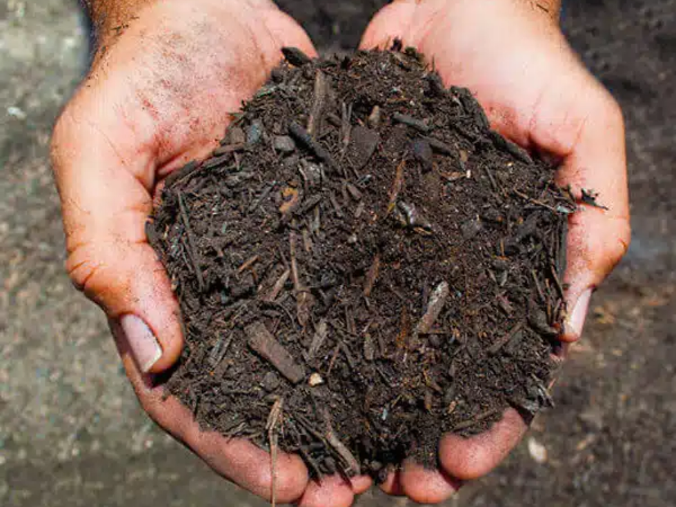 Hands holding a pile of dark landscapers compost.