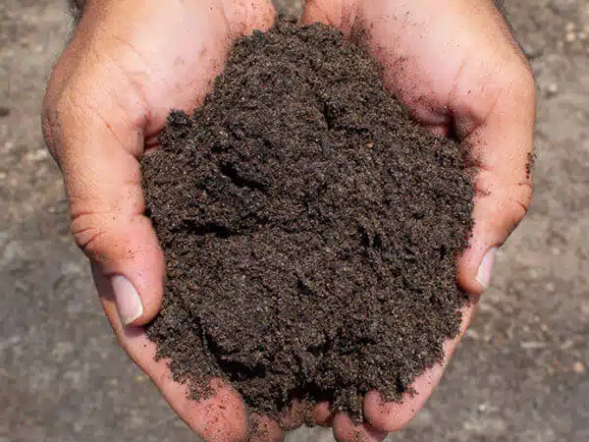 Cupped hands holding dark top dressing mix of sand and compost